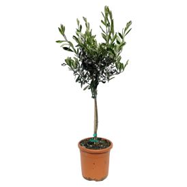 Oliivipuu Olea Europaea P18