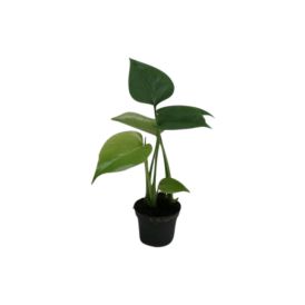 Peikonlehti Monstera Deliciosa P6