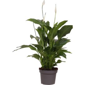 Viirivehka Spathiphyllum Strauss Ø 13 cm