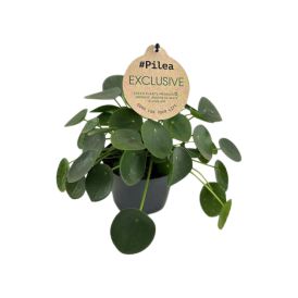 Kilpipiilea Pilea Peperomioides P12