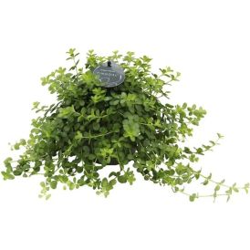 Muorinkukka Peperomia rotundifolia Ø 11 cm
