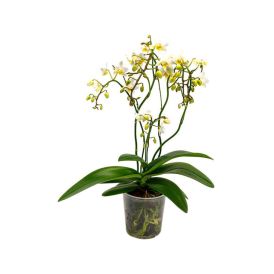Perhoskämmekkä Phalaenopsis Hybrid Wild Mix P12