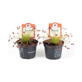 Kihokki Drosera Paradoxa P9