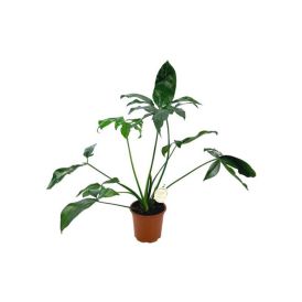 Köynnösvehka Philodendron Hybrid P19