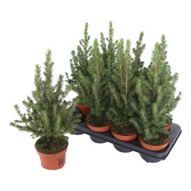 Kartiovalkokuusi Picea glauca Conica Ø 13 cm