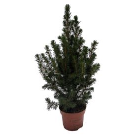 Kartiovalkokuusi Picea glauca Conica Ø 13 cm