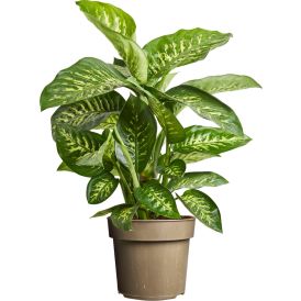 Kirjovehka Dieffenbachia Maculata Tropic Snow P24