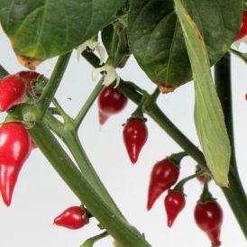 Chili Biquinho P11