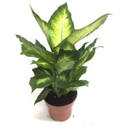 Kirjovehka Dieffenbachia Mix P12