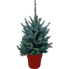 Sinikuusi Picea Pungens Super Blue 70 cm