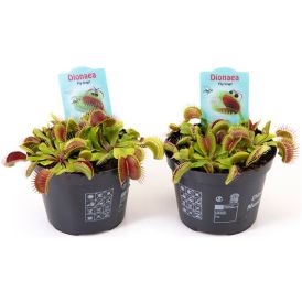 Kärpäsloukku Dionaea Muscipula P12