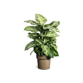 Kirjovehka Dieffenbachia Maculata P24