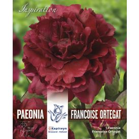 Kevätkukkasipuli Kapiteyn Paeonia Francoise Ortegat 1 kpl