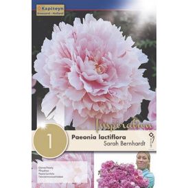 Kevätkukkasipuli Kapiteyn Paeonia Lactiflora Sarah Benrh 1 kpl