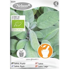 Salvia Nelson Garden