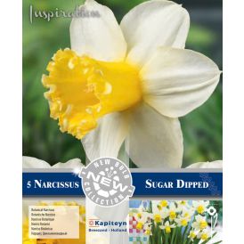 Syyskukkasipuli narsissi Sugar Dripped 5 kpl