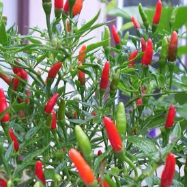 Chili Thai P11
