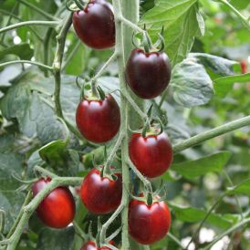 Tomaatti Krebs Black Vega Solanum
