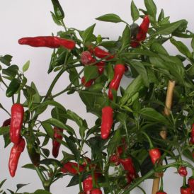 Chili Apache P11