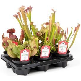 Tötterölehti Sarracenia Mix P12