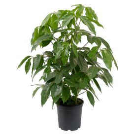Siroliuska-aralia Schefflera arboricola Amate Ø 27 cm