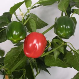Chili Benedico P11