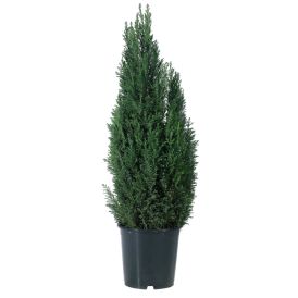 Sypressi Chamaecyparis Columnaris P21