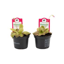 Yökönlehti Pinguicula Weser P9