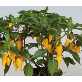 Chili Citron P11