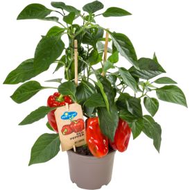 Chili-paprika Ready to Eat punainen