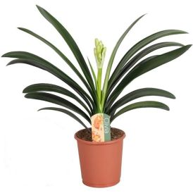 Kliivia Clivia miniata Ø 13 cm