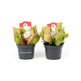 Purppuratötterö Sarracenia Purpurea Ø 9 cm