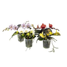 Perhoskämmekkö Phalaenopsis Geisha Mix P12