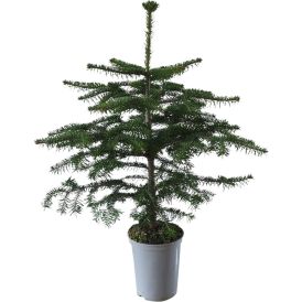 Pihta Abies nordmanniana 75–85 cm
