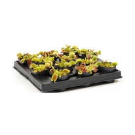 Kärpäsloukku Dionaea Muscipula P6