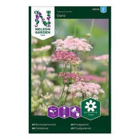 Rikkaporkkana Nelson Garden Daucus Carota Dara