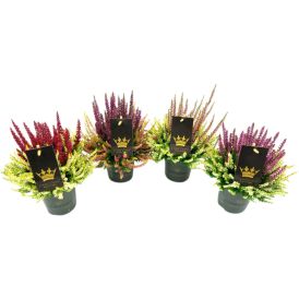Kanerva Calluna Color Crown P11