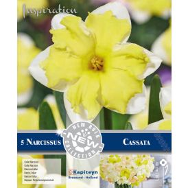 Syyskukkasipuli narsissi Collar Cassata 5 kpl