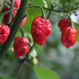 Chili Carolina Reaper P11