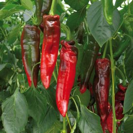Chili Rubienne P11