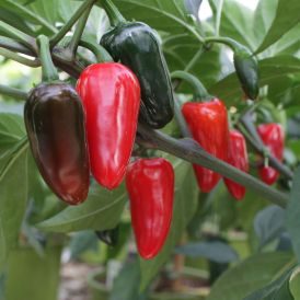 Chili Jalopeno P11