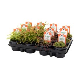 Kihokki Drosera Mix P9