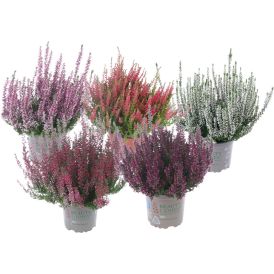Kanerva Calluna Vulgaris Beauty Ladies Mix P11