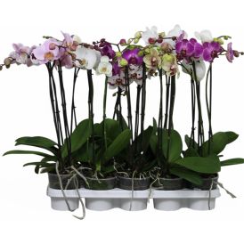 Perhoskämmekkä Phalaenopsis 3-vanainen Mix P12