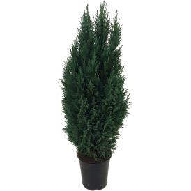 Sypressi Chamaecyparis Ellwoodii P21