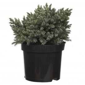 Kääpiösinikataja Juniperus Squamata Blue Star P17