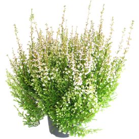 Syyskellokanerva Erica Gracilis valkoinen P11