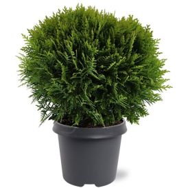 Pallotuija Thuja Occidentalis Danica P17