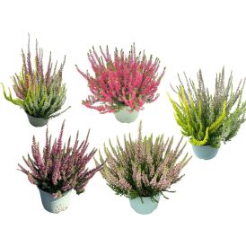 Kanerva Calluna Beauty Ladies Mix P17