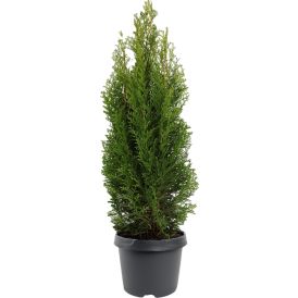 Timanttituija Thuja Occidentalis Smaragd P17